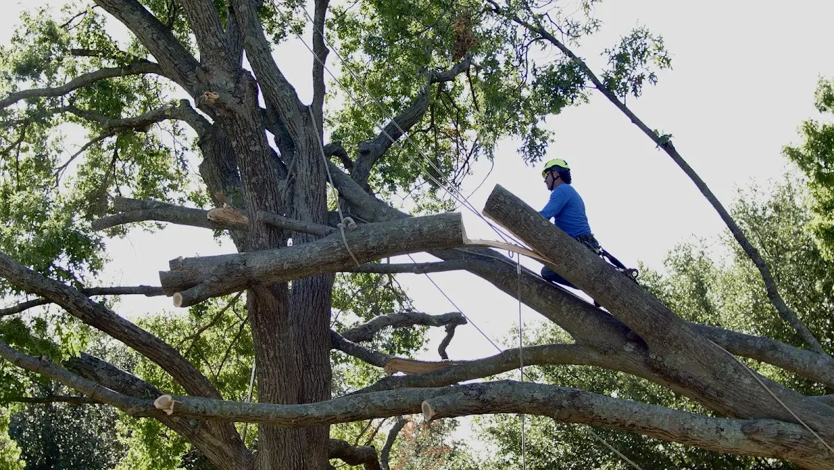 Professional Crown Thinning performed by certified arborists in Breaux Bridge