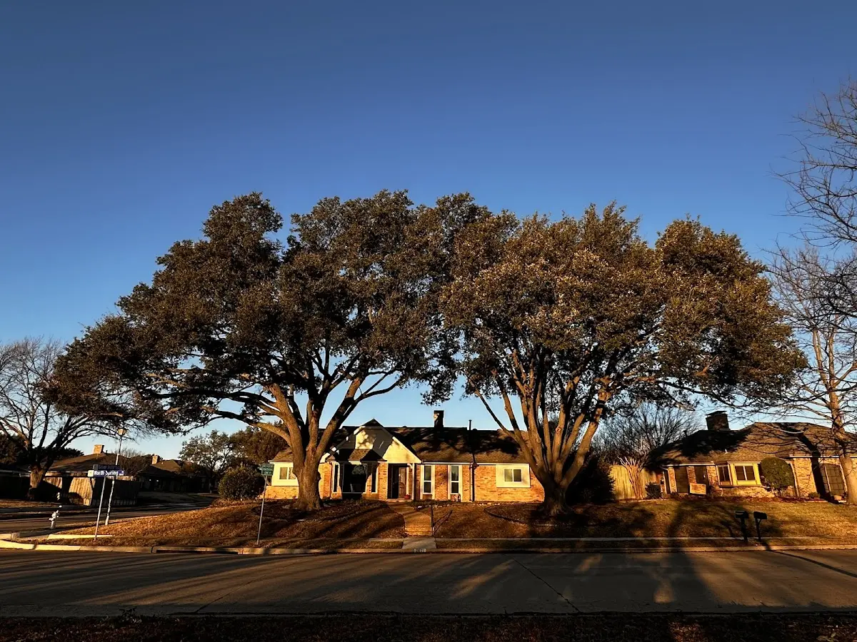 Established residential canopy tree shading a home in Breaux Bridge